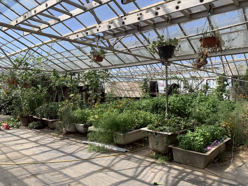 One of the nursery's glasshouses