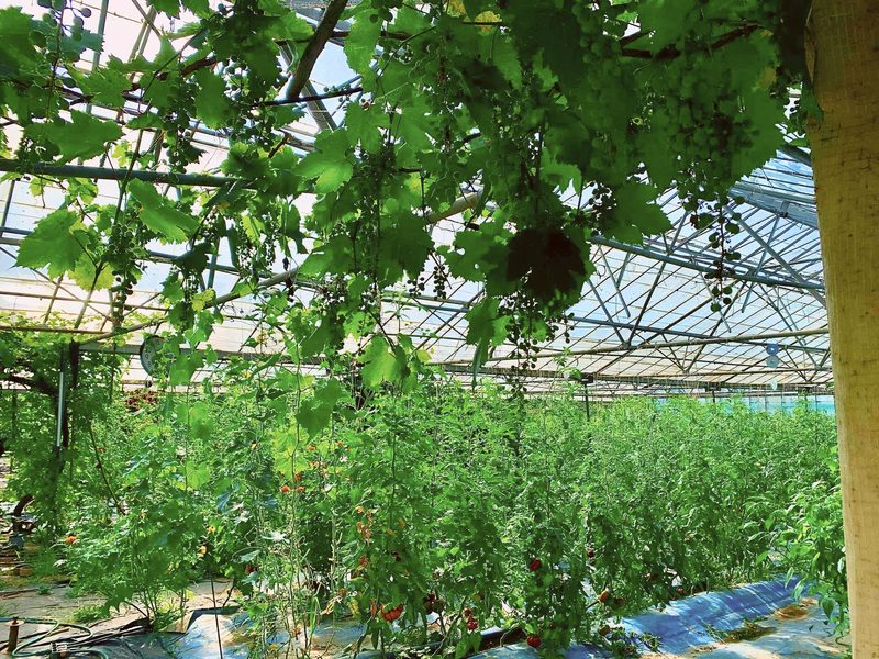 Tomatoes in the nursery greenhouse