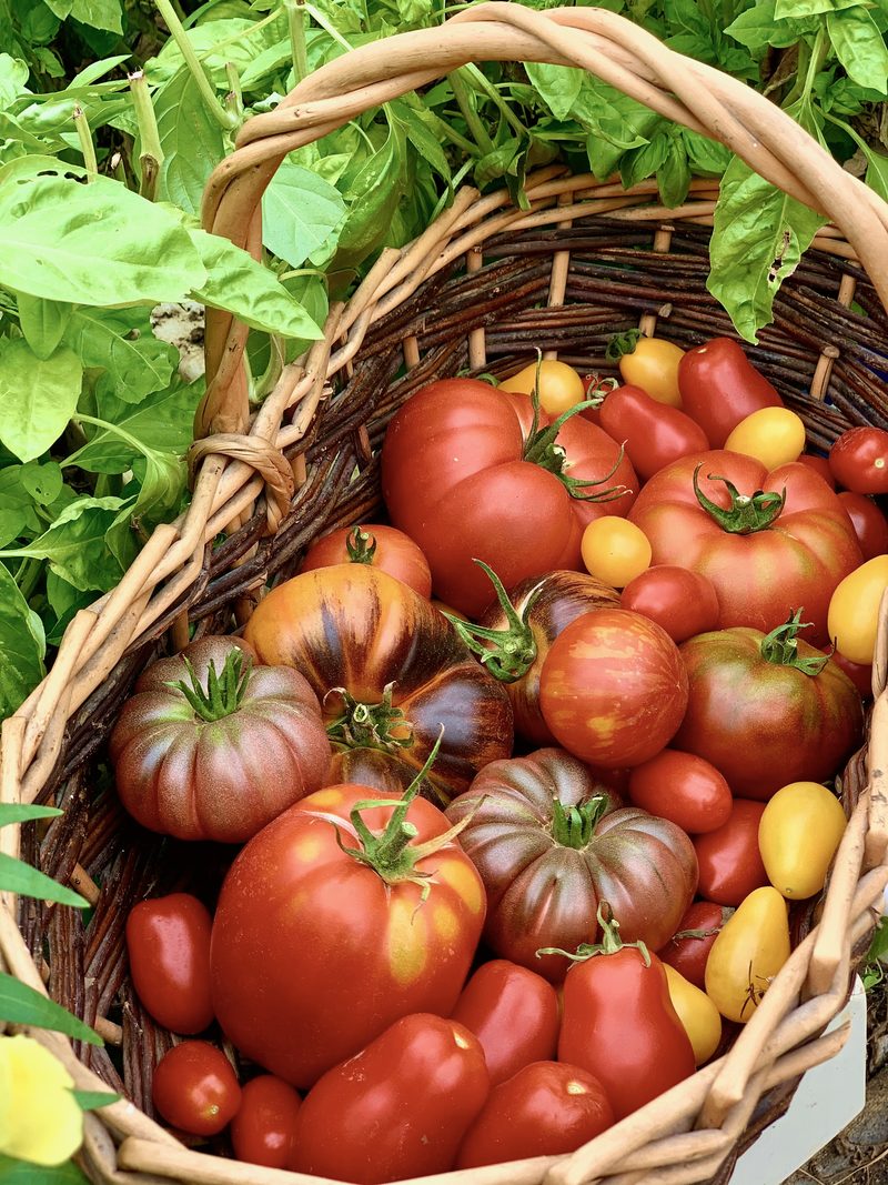 Heirloom tomatoes, July to October